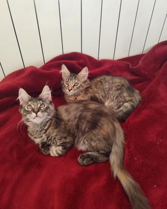 Gattini Maine Coon