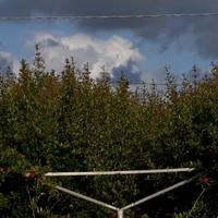 i impianto melograni