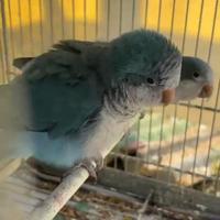 Parrocchetti monaci pappagalli