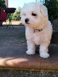 Cucciolo di cane razza Maltese