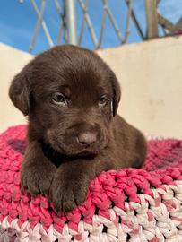 Labrador chocolate