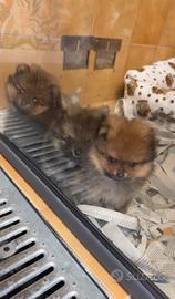 Spitz di pomerania linea america ??