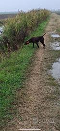 Bracco tedesco femmina pronta caccia
