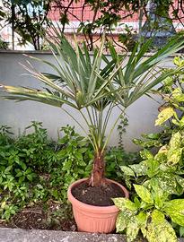 Palma Nana (Chamaerops humilis) in Vaso