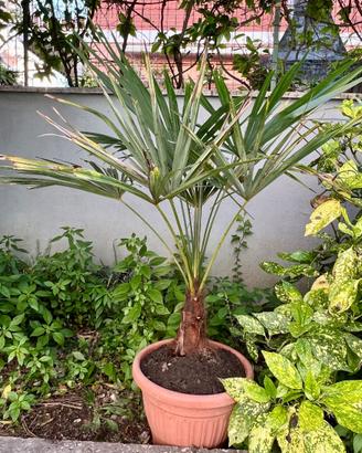 Palma Nana (Chamaerops humilis) in Vaso