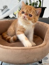 Gatti Persiani e Exotic cuccioli