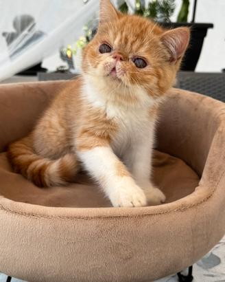 Gatti Persiani e Exotic cuccioli