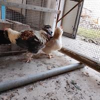 Coppia galline favorelles