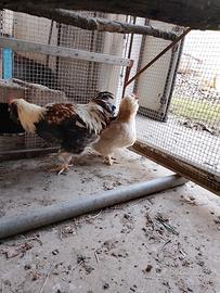 Coppia galline favorelles