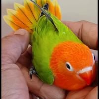 Pappagalli inseparabili Fischer