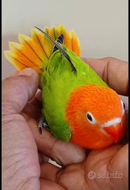 Pappagalli inseparabili Fischer