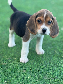 Beagle