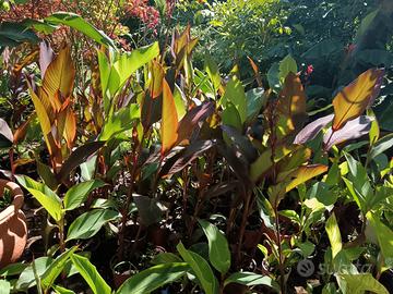 20 varietà canna indica, variegatura, musaefolia 
