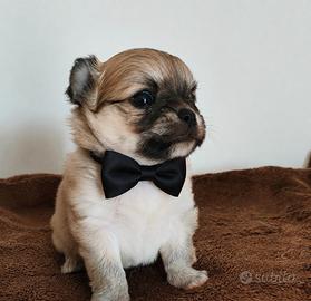 Cucciolo chihuahua maschio