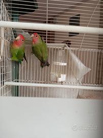 Pappagalli inseparabili