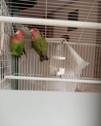 Pappagalli inseparabili
