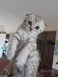 Scottish fold