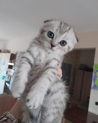 Scottish fold