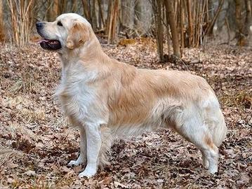 Golden Retriever