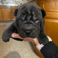 Shar pei