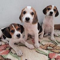 Cagnoline Beagle