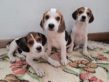 Cagnoline Beagle