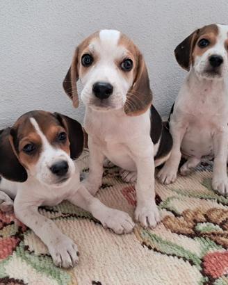 Cagnoline Beagle