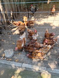 Galline ovaiole