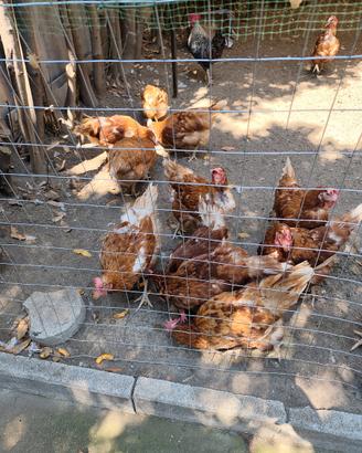 Galline ovaiole