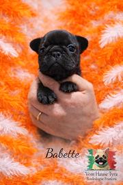 Cucciola di bouledogue francese - bringee