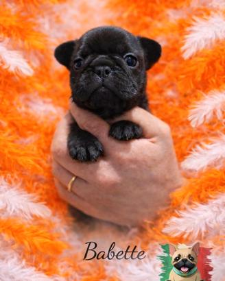 Cucciola di bouledogue francese - bringee