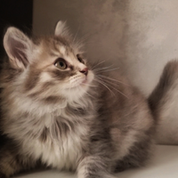 Disponibili Cuccioli di Gatto Siberiano
