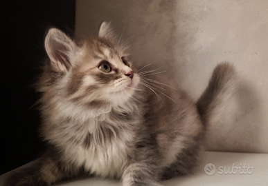 Disponibili Cuccioli di Gatto Siberiano