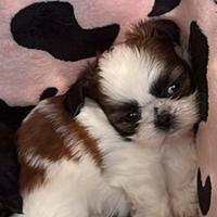 Cucciola mini Shihtzu Shih Tzu Imperial