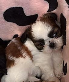 Cucciola mini Shihtzu Shih Tzu Imperial