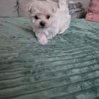 Maltese toy