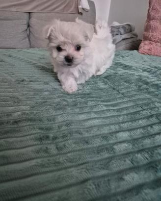 Maltese toy