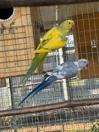 Parrocchetti dal collare in blocco