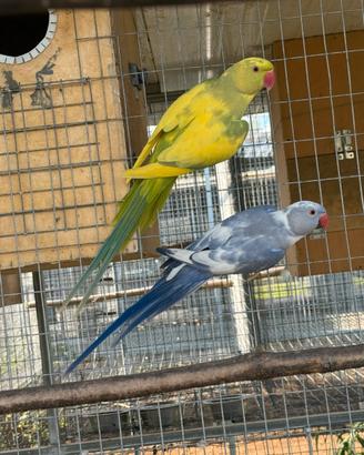 Parrocchetti dal collare in blocco