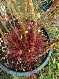 Drosera paradoxa