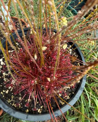 Drosera paradoxa