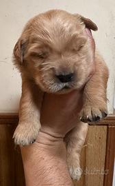 Cuccioli di Golden Retriver linea Americana