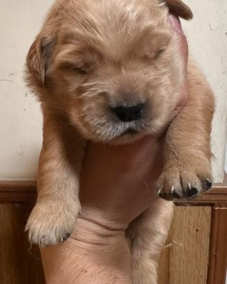 Cuccioli di Golden Retriver linea Americana
