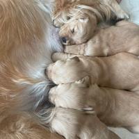 Vendita una cucciola di golden retriever