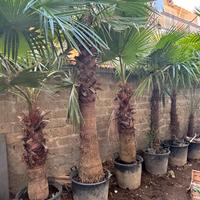 Washingtonia