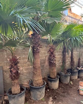 Washingtonia
