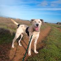 Cagnetto Spot da adottare