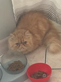 Gatto persiano x Sole