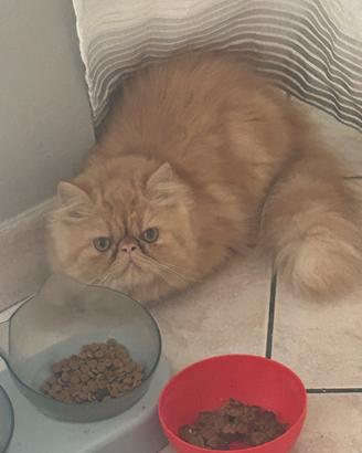 Gatto persiano x Sole