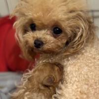 Barboncino da borsetta mini tea cup 3 mesi